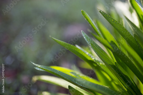 Beautiful green plant covered in water droplets with colorful bokeh