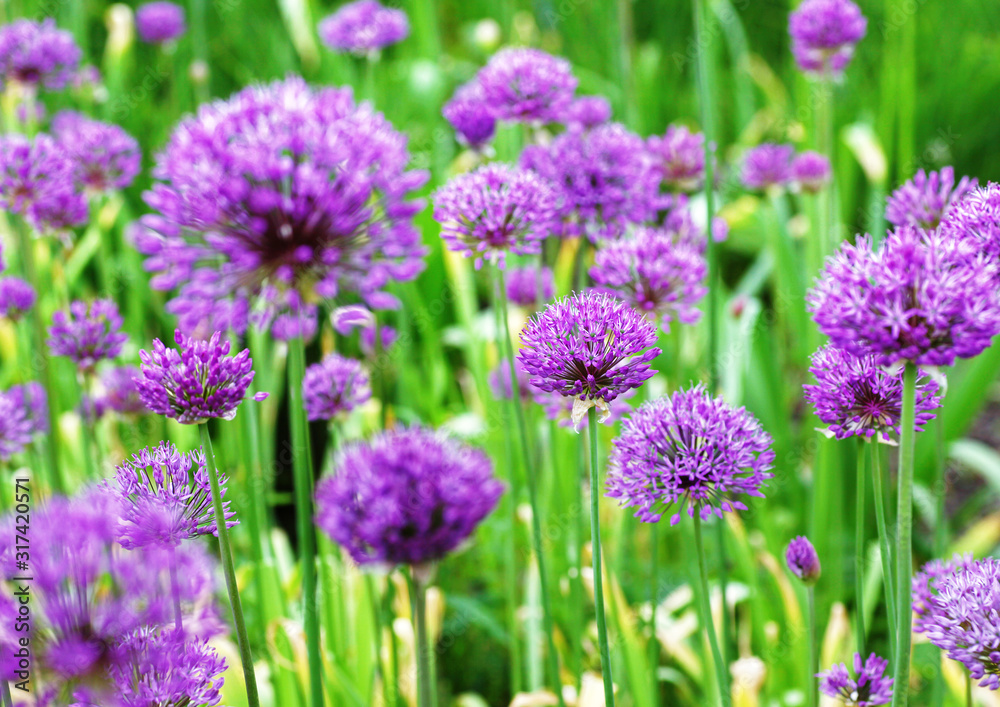 Allium Pflanzen im frühlingshaften Staudenbeet Allium Pflanzen im frühlingshaften Staudenbeet