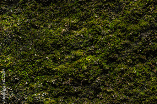 concept and background texture - plants that live on the wall.