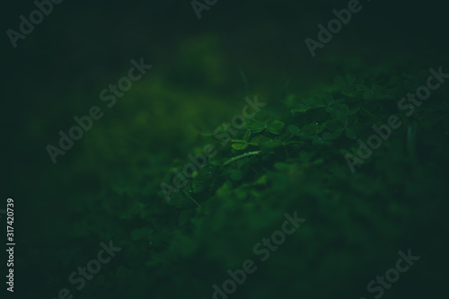 Beautiful green clovers with bokeh