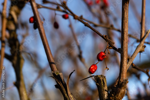 Close up of rowan trees with small red berries in the sunlight in winter