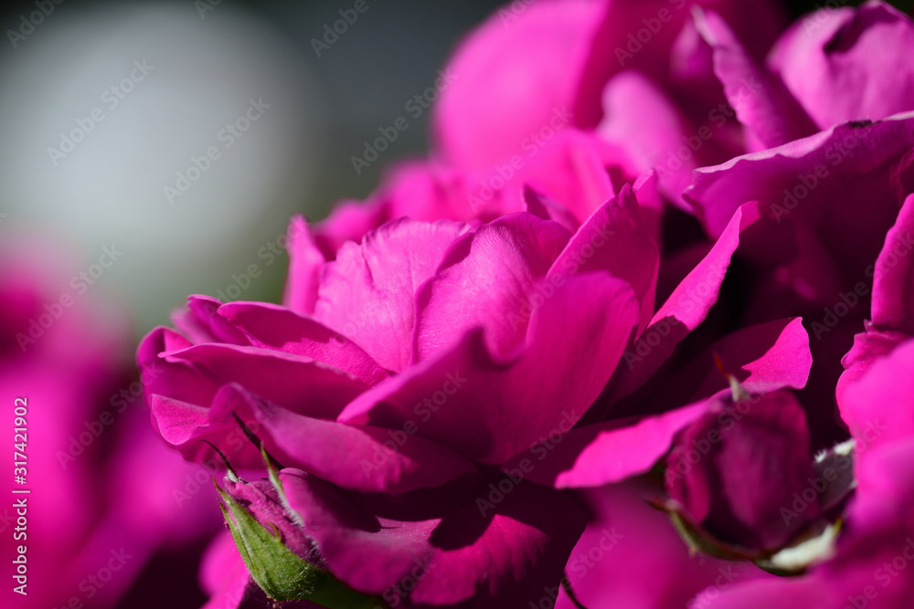 Beautiful bright pink roses lit by the bright sun in a summer garden close-up Beautiful bright pink roses lit by the bright sun in a summer garden close-up
