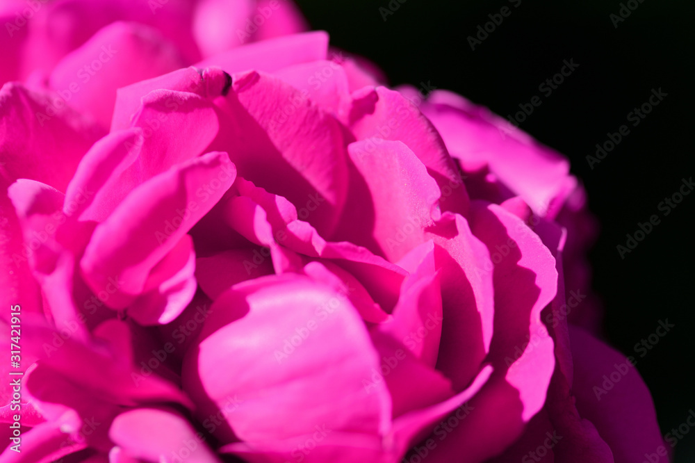 Beautiful bright pink rose flower lit by the bright sun in a summer garden close-up