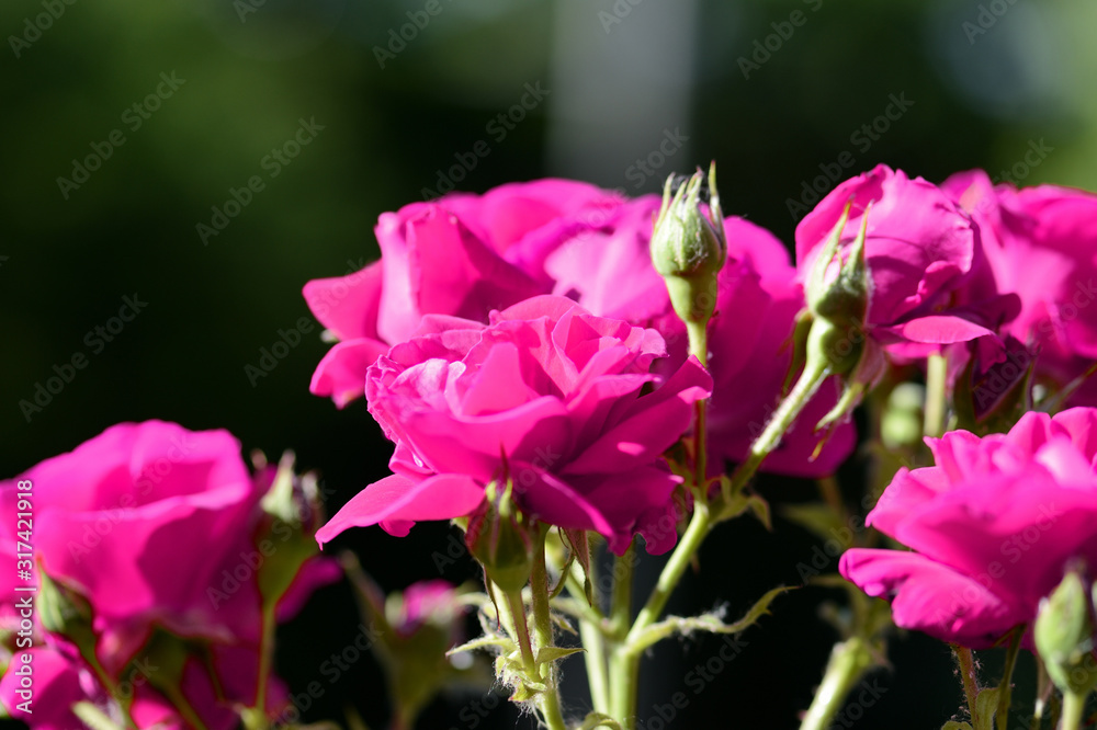 Beautiful bright pink roses lit by the bright sun in a summer garden close-up