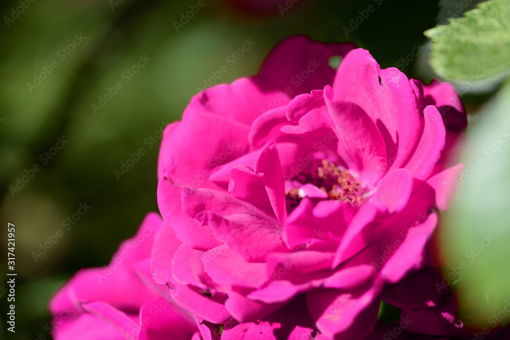 Beautiful bright pink rose flower lit by the bright sun in a summer garden close-up Beautiful bright pink rose flower lit by the bright sun in a summer garden close-up