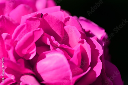 Beautiful bright pink rose flower lit by the bright sun in a summer garden close-up © Talulla