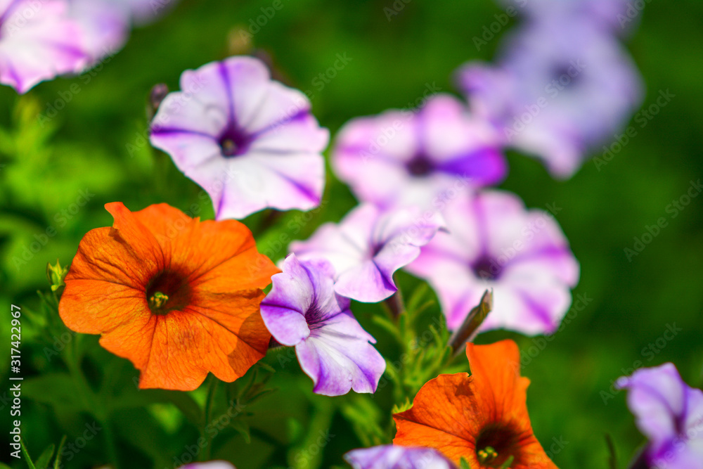 Beautiful flowers in the garden.
