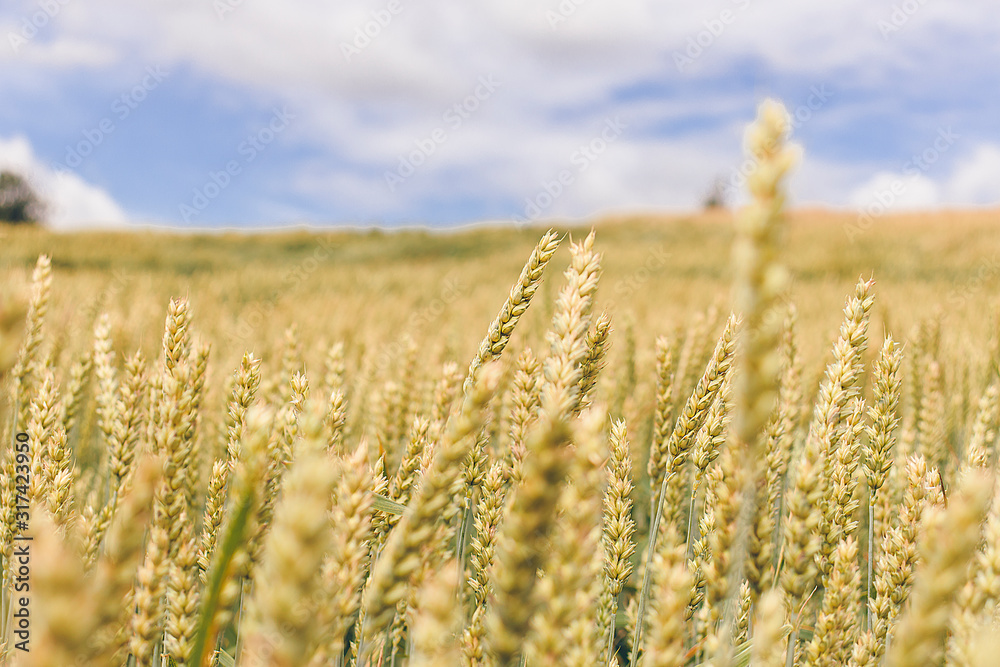 Wheat field. Yellow-green ears of ripe wheat. Wheat field. Yellow-green ears of ripe wheat.