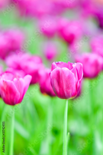 Beautiful flowers in the garden.