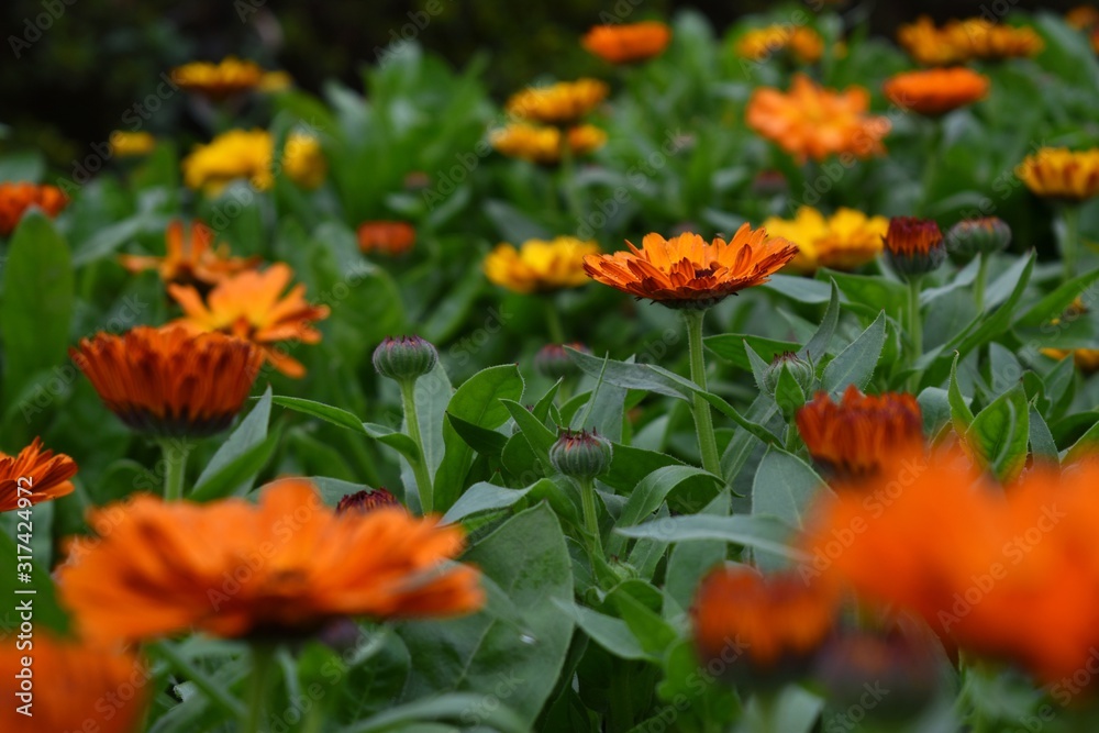 Flower wallpaper HD gardening Flower wallpaper HD gardening