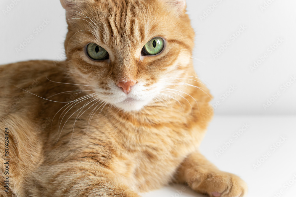 Ginger cat lying on white table and looking in camera thoughtfully. Cute cat with green eyes. At the veterinarian. Patient pet