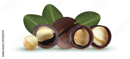 Nuts macadamia isolated on white background. Nuts shelled and unshelled with green leaf. Tasty macadamia nuts. Organic macadamia. Vector illustration.