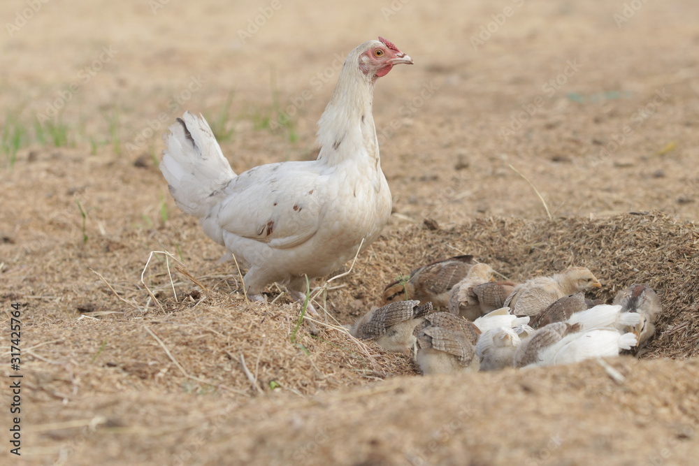 Fototapeta premium madre alerta 
