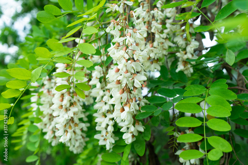 Flowers of a white acacia against green foliage. photo