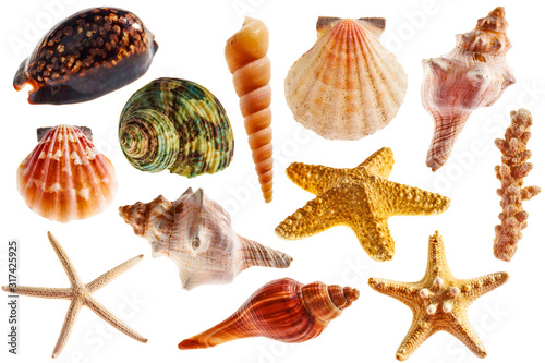 Various seashells on white background 