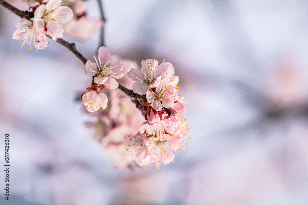 Pink apricot tree blossom in the city park on spring sunny day. Beautiful nature background. Toned photo, close up, shallow depth of the field