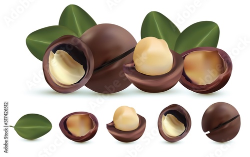 Nuts macadamia isolated on white background. Nuts shelled and unshelled with green leaf. Tasty macadamia nuts. Organic macadamia. Vector illustration photo