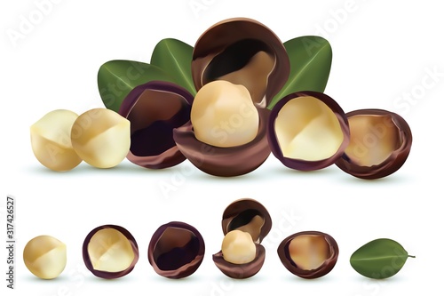 Nuts macadamia isolated on white background. Nuts shelled and unshelled with green leaf. Tasty macadamia nuts. Organic macadamia. Vector illustration