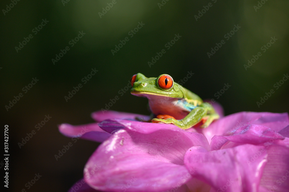 Naklejka premium Red-eyed Tree Frog, Agalychnis callidryas, animal with big red eyes, in the nature habitat, Panama. Beautiful frog in the forest, exotic animal from central America on the red flower.
