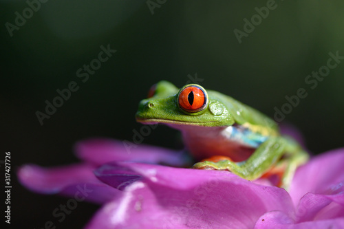 Red-eyed Tree Frog, Agalychnis callidryas, animal with big red eyes, in the nature habitat, Panama. Beautiful frog in the forest, exotic animal from central America on the red flower. © vaclav