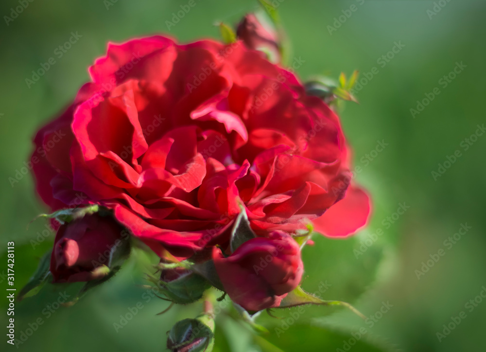 bouquet of red roses growing in the garden in the sun soft focus