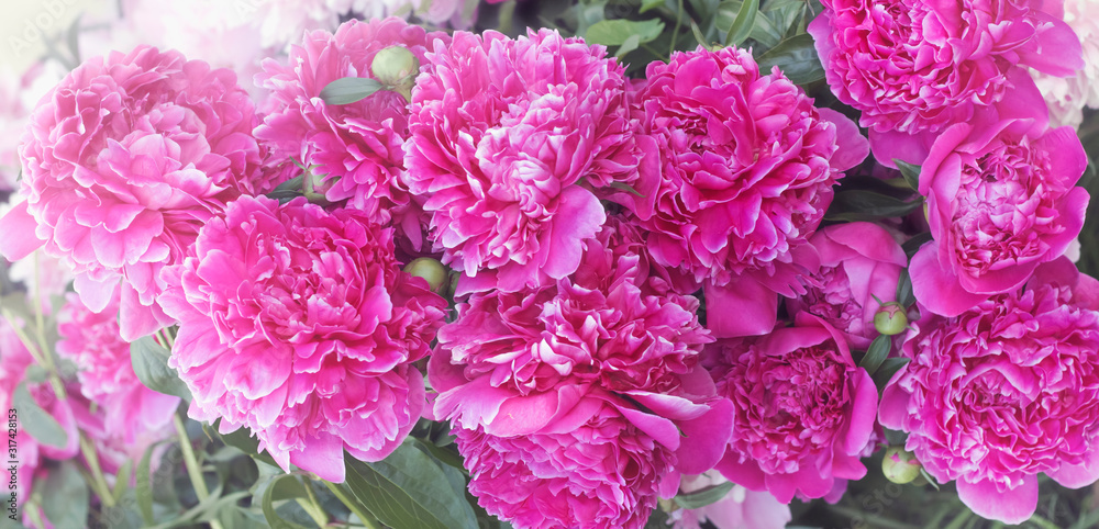 Obraz premium background of a group of dark pink peony flowers blooming in the garden