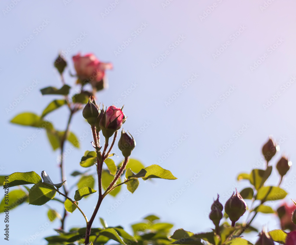 pink roses growing in the garden against the sky pink roses growing in the garden against the sky