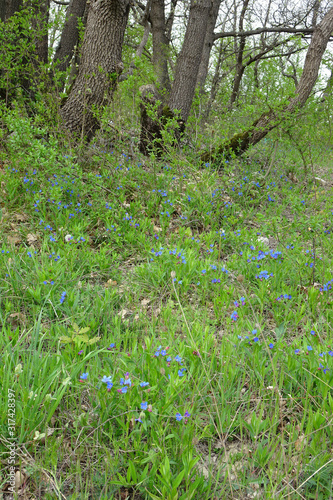 Fototapeta Naklejka Na Ścianę i Meble -  Blooming Blue Forest Lungwort Pulmonaria