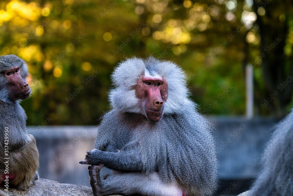 Fototapeta premium The hamadryas baboon, Papio hamadryas is a species of baboon