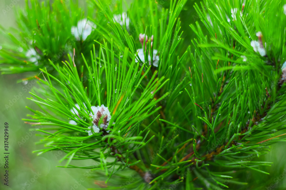 Green pine branches close up. Backdrop for design. Green pine branches close up. Backdrop for design.