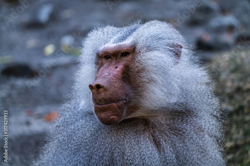 The hamadryas baboon, Papio hamadryas is a species of baboon