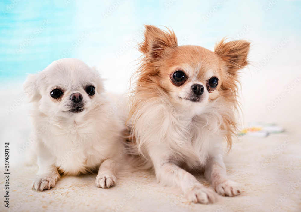 chihuahuas in studio