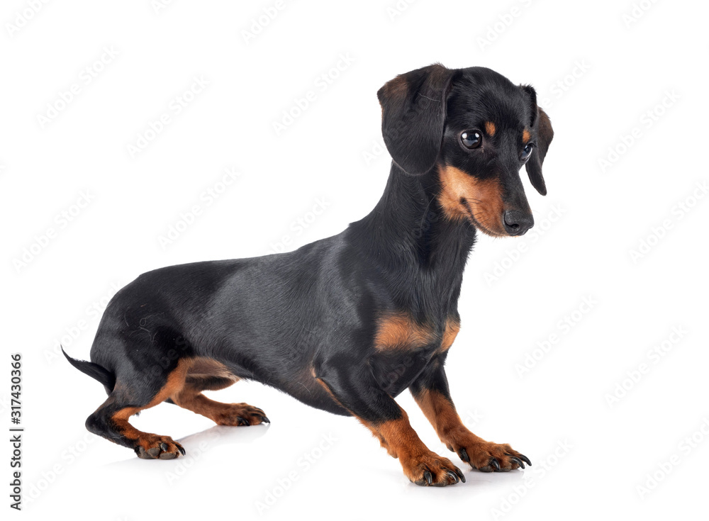Dachshund in studio Dachshund in studio