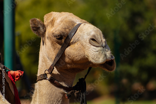 Close up of an eating camel.