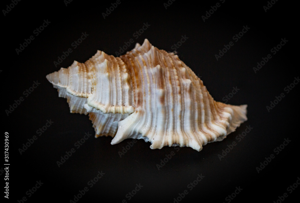 Cuban shell on black background.