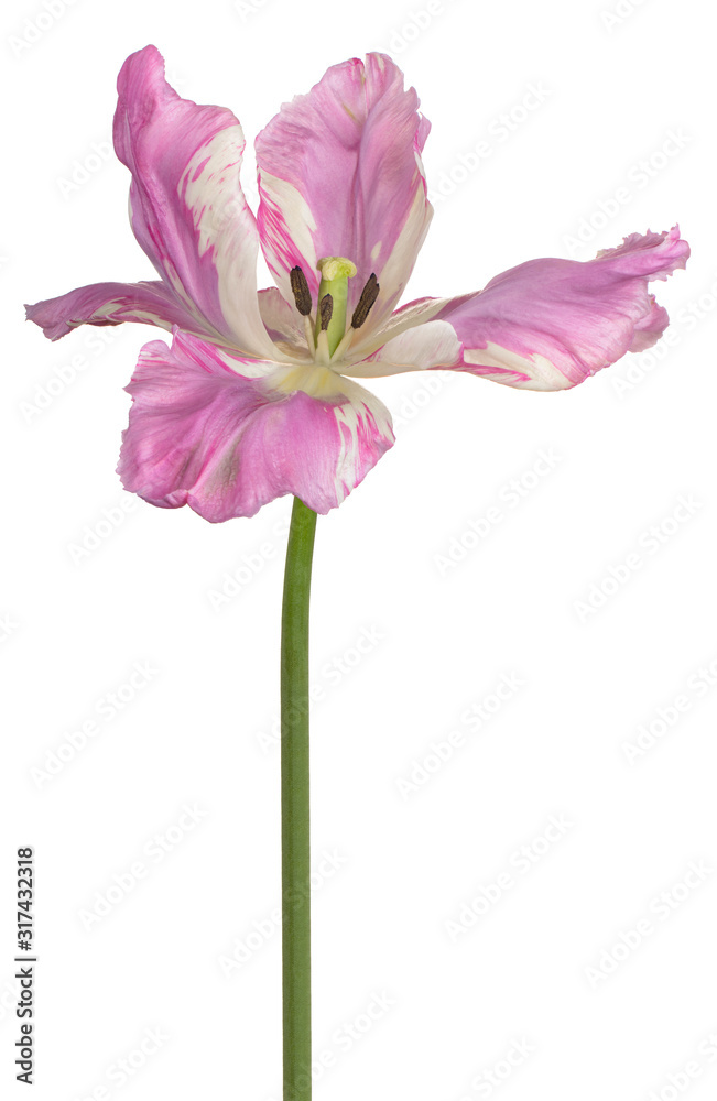 Obraz tulip flower isolated