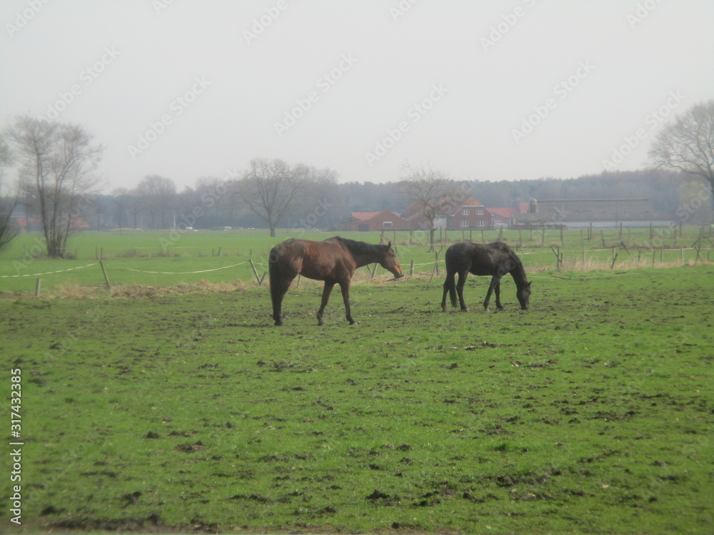 Obraz premium horses