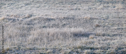 Frozen green grass on an early morning. Grass texture on a winter morning