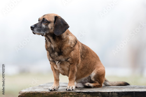 Photo of an adorable mongrel dog