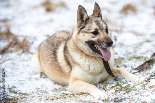 Beautiful fluffy dog with open mouth. Winter portrait of a purebred dog