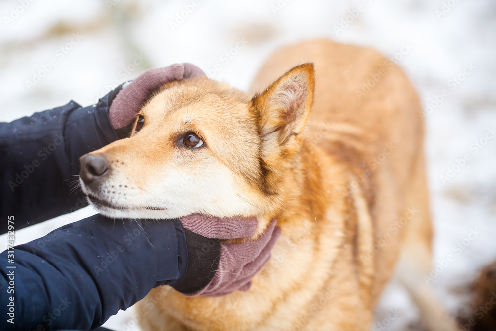 Fototapeta premium Dog and man. Faithful friend, portrait of a beautiful loyal yellow dog