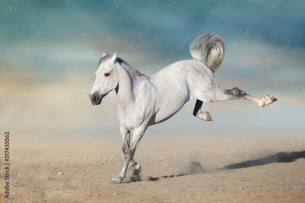 Naklejka premium White horse play fun in sandy field