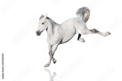 White horse play fun isolated on white background