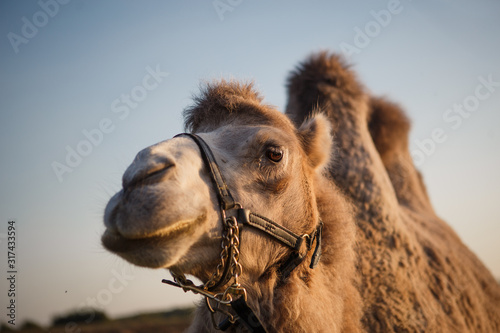 Camel close-up in the bright sun. Camel chews hay  camel head close-up