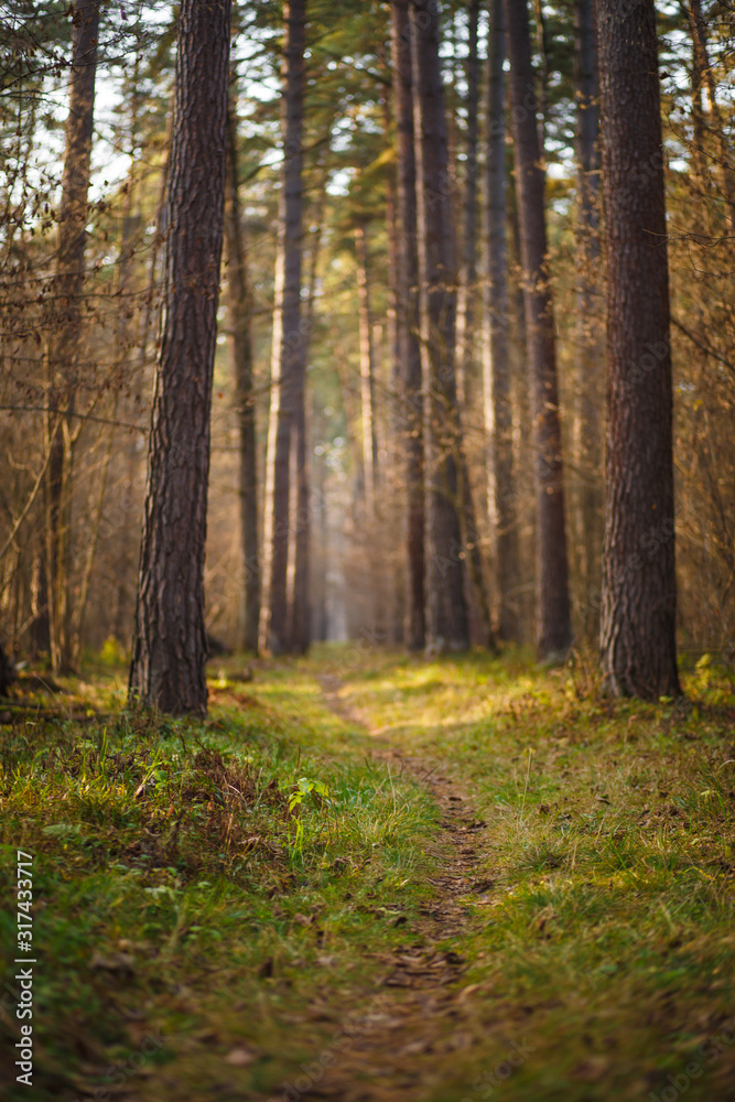 A narrow path in a dense pine forest. Autumn and fog in the forest, the road goes into the distance between the trees