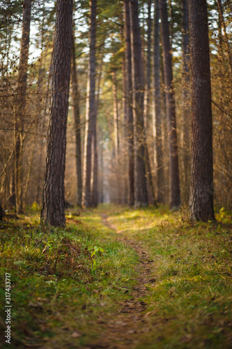 A narrow path in a dense pine forest. Autumn and fog in the forest, the road goes into the distance between the trees