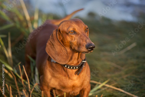 Wiener dog portrait on autumn landscape at sunrise