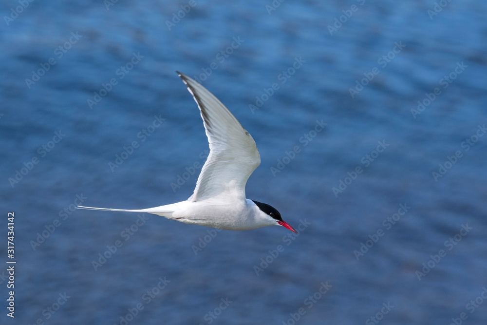 Fototapeta premium Arctic tern (Sterna paradisaea) flying over sea water / Atlantic Ocean
