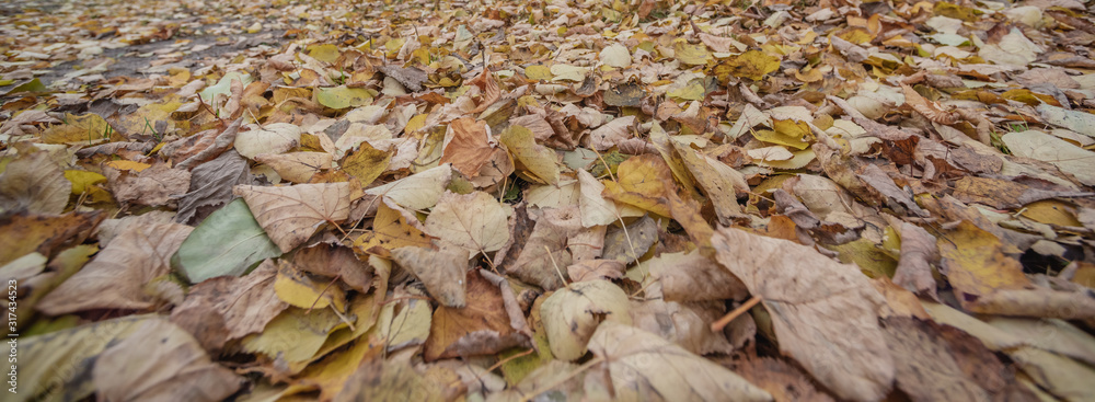 Horizontal background of dry dull leaves Horizontal background of dry dull leaves