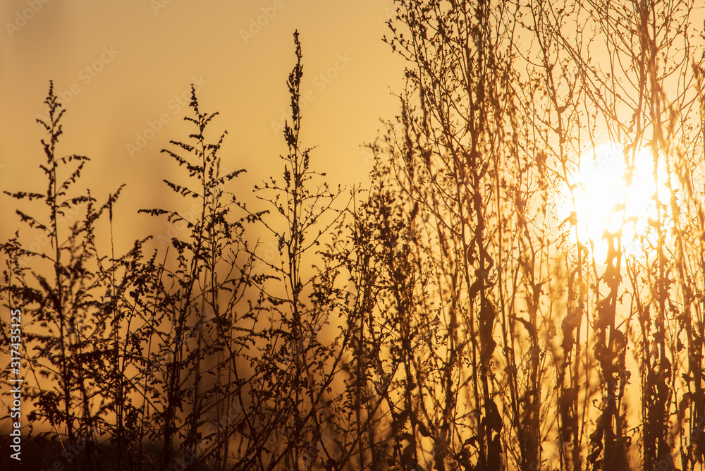Dry grass at dawn of the sun Dry grass at dawn of the sun